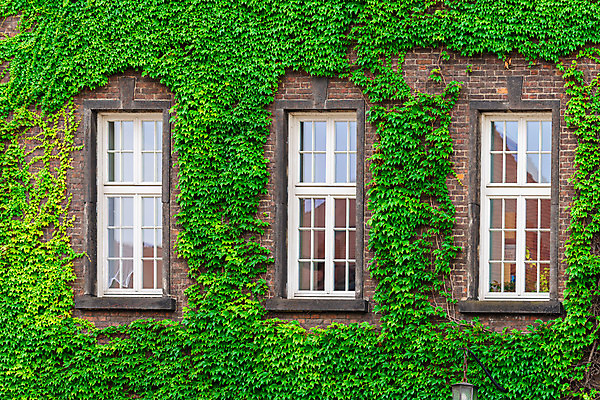 포토 JPG 해외이미지 나무 식물 외관 벽 백그라운드 잎 패턴 건축양식 창문 자연 유리 벽돌 주택 매달리기 사람없음 야외 건물 장식 빨간색 초록색 여름 파란색 환경 정원 성장 덮개 가을 시골 덩굴 질감 오르기 포도나무 아이비 내추럴 옛날 해외202004 해외포토 건축물 계절 건축 컬러 무늬 모션 재질 뚜껑 과일나무 생태계 파일형식 이미지허브