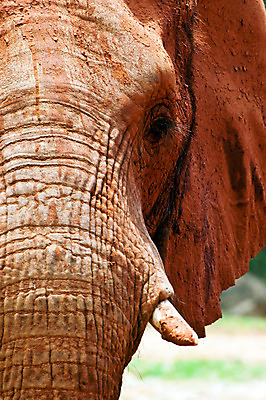포토 JPG 해외이미지 동물 공원 야생동물 포유류 아프리카 자연 코끼리 사람없음 컬러풀 닫기 방목 먹기 상아 내추럴 대가리 찰과상 해외202004 해외포토 공공시설 나라 컬러 모션 축산업 상처 생태계 파일형식 이미지허브