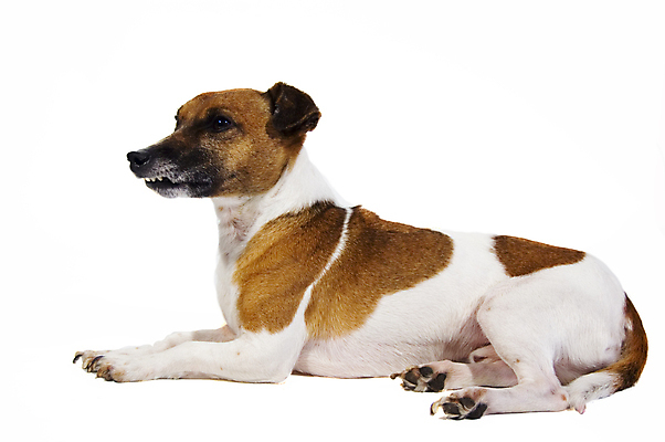 포토 JPG 해외이미지 동물 응시 포유류 털 함께함 앉기 성인 사람없음 반려동물 반사 검은색 카펫 거울 듣기 흰색 개 강아지 작음 큼 자르기 테리어 귀 무릎 잭 몸단장 노려봄 송곳니 경보 고립 기르기 복종 유래 해외202004 해외포토 시선 컬러 컨셉 모션 표정 사람 신체부위 치아 크기 돌봄 파일형식 이미지허브