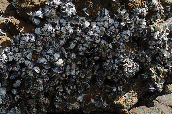 포토 JPG 해외이미지 나무 식물 모래 바다 섬 백그라운드 의자 우산 자연 하늘 휴가 휴식 손바닥 풍경 사람없음 야외 물 여름 파란색 햇빛 태양 맑음 흰색 침대 만 보트 고급 휴양지 코코넛 석호 완벽 이국적 터키석 파라다이스 수평선 해외202004 해외포토 자연요소 손 계절 컬러 가구 컨셉 배_교통 과일 날씨 장소 보석 생태계 파일형식 이미지허브