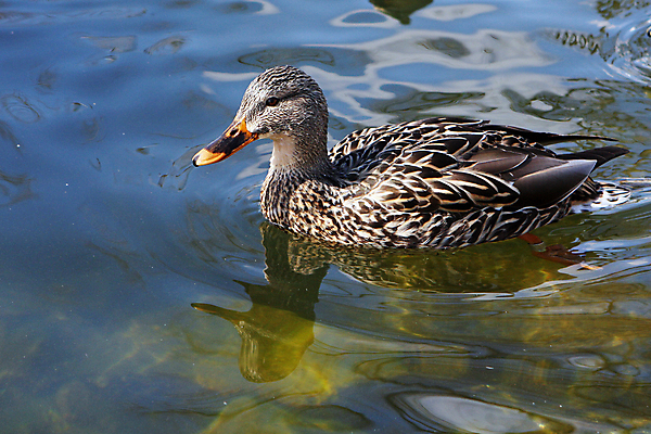 포토 JPG 해외이미지 동물 여자 남자 호수 야생동물 날개 자연 조류 휴식 오리 함께함 서기 앉기 사람없음 초록색 물 강 컬러풀 반사 수영 봄 흰색 아기 연못 달콤 깃털 싱글 부리 물새 청둥오리 계산서 내추럴 고립 잔물결 해외202004 해외포토 자연요소 계절 물결 컬러 컨셉 모션 사람 수상스포츠 맛 생태계 파일형식 이미지허브