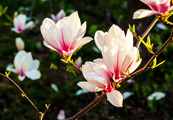 포토 JPG 해외이미지 나무 식물 계절 공원 꽃잎 꽃 유럽 분홍색 백그라운드 잎 꽃무늬 자연 사람없음 야외 컬러풀 정원 맑음 보라색 봄 벚꽃 나뭇가지 신선 개화 큼 목련 내추럴 블러 해외202004 해외포토 공공시설 나라 컬러 무늬 날씨 크기 생태계 파일형식 이미지허브