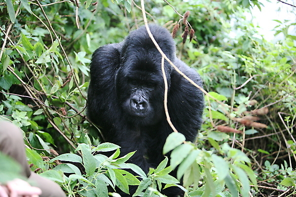 포토 JPG 해외이미지 나무 동물 응시 얼굴 야생동물 포유류 아프리카 자연 털 사람없음 야외 반려동물 머리 검은색 힘 원숭이 황무지 숲 큼 열대우림 사파리 유인원 리빙 고릴라 르완다 삼림지대 우간다 해외202004 해외포토 식물 시선 나라 컬러 신체부위 크기 생태계 파일형식 이미지허브