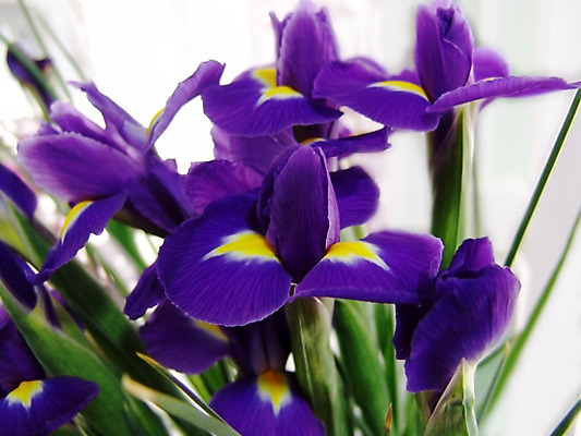 포토 JPG 해외이미지 식물 기념일 꽃잎 꽃 꽃다발 백그라운드 꽃무늬 패턴 밭 자연 벽지 엄마 발렌타인데이 선물 사랑 사람없음 목재 장식 빨간색 여름 컬러풀 장미 노란색 정원 침묵 봄 벚꽃 흰색 축하 신선 생일 다발 배열 꽃집 달리아 모음 라벤더 내추럴 캐모마일 해외202004 해외포토 나무 계절 감정 컬러 컨셉 무늬 농업 재료 가족 데이이벤트 이벤트 한글 상점 소리 허브 생태계 파일형식 이미지허브