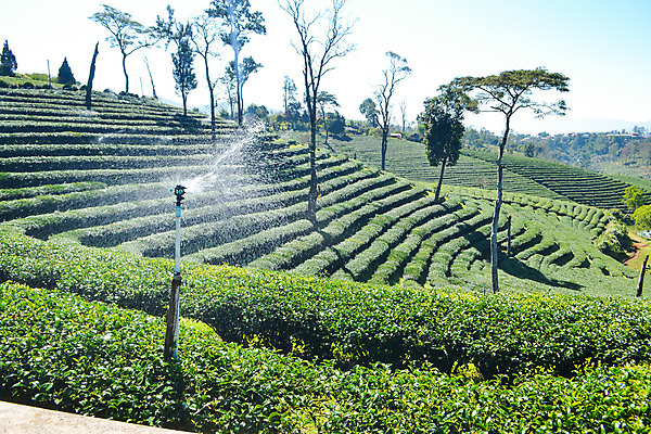 포토 JPG 해외이미지 나무 식물 아시아 잎 밭 농업 자연 하늘 산 풍경 사람없음 야외 초록색 농장 농경지 환경 계곡 시골 신선 차 언덕 장면 산악지대 해외202004 해외포토 나라 산업 음료 컬러 생태계 파일형식 이미지허브