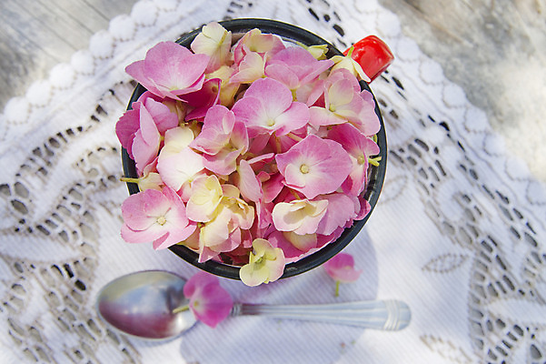 포토 JPG 해외이미지 식물 꽃잎 꽃 분홍색 자연 사람없음 여름 정원 봄 시골 신선 냄비 향기 수국 내추럴 해외202004 해외포토 계절 컬러 솥 생태계 냄새 파일형식 이미지허브