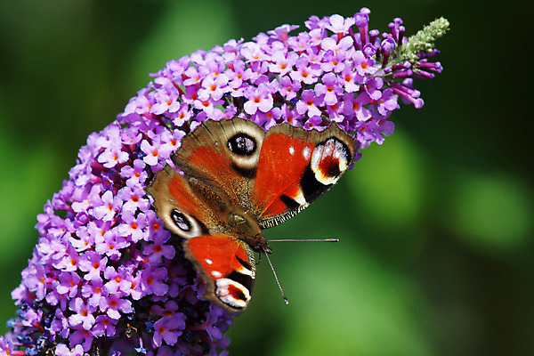 포토 JPG 해외이미지 동물 꽃 야생동물 나비 곤충 자연 앉기 사람없음 빨간색 컬러풀 보라색 벚꽃 해외202004 해외포토 식물 컬러 모션 생태계 파일형식 이미지허브