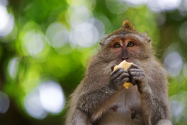 포토 JPG 해외이미지 나무 동물 응시 아시아 얼굴 야생동물 생각 포유류 자연 앉기 사람없음 야외 원숭이 황무지 숲 먹기 사파리 발리 인도네시아 돌봄 해외202004 해외포토 식물 시선 나라 섬 모션 신체부위 생태계 파일형식 이미지허브