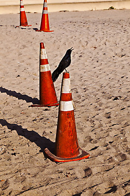 포토 JPG 해외이미지 조류 경고 사람없음 빨간색 모래사장 검은색 미국 오픈 부리 철탑 까마귀 소셜네트워크 해외202004 해외포토 동물 바다 컬러 북아메리카 탑 파일형식 이미지허브