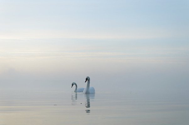 포토 JPG 해외이미지 동물 호수 물결 야생동물 백그라운드 자연 조류 발렌타인데이 사랑 사람없음 야외 물 파란색 빛 강 반사 평화 검은색 수영 침묵 거울 흰색 하트 연못 황무지 우아함 심볼 순수 깃털 부리 백조 장면 목 단아함 해외202004 해외포토 자연요소 모양 감정 컬러 컨셉 데이이벤트 신체부위 소리 수상스포츠 생태계 파일형식 이미지허브