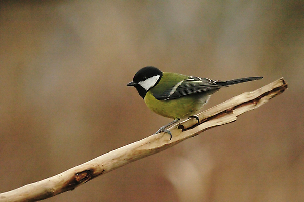 포토 JPG 해외이미지 동물 야생동물 자연 조류 앉기 사람없음 초록색 노란색 검은색 나뭇가지 깃털 해외202004 해외포토 나무 컬러 모션 생태계 파일형식 이미지허브
