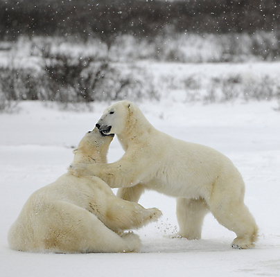포토 JPG 해외이미지 동물 야생동물 바다 포즈 2 캐나다 겨울 곰 포유류 관계 자연 놀이 날씨 털 사람없음 야외 햇빛 힘 추위 분노 흰색 위험 큼 북극 싸움 러시아 육식동물 북쪽 멸종 서식지 공격적 해외202004 해외포토 계절 감정 유럽 컬러 컨셉 북아메리카 모션 태양 크기 극지방 방향 생태계 파일형식 이미지허브