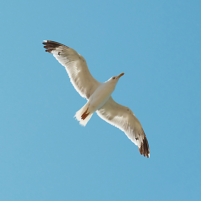 포토 JPG 해외이미지 동물 구름 1 야생동물 바다 포즈 백그라운드 날개 자연 갈매기 조류 하늘 성공 사람없음 파란색 빛 태양 평화 맑음 힘 경쟁 펼침 자유 우아함 닫기 깃털 고립 독립 무료 수평선 해외202004 해외포토 자연요소 컬러 컨셉 모션 날씨 생태계 파일형식 이미지허브