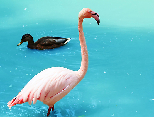 포토 JPG 해외이미지 주간 동물 계절 공원 호수 야생동물 음식 분홍색 백그라운드 밭 날개 오렌지 자연 조류 오리 동물원 서기 풍경 사람없음 빨간색 물 컬러풀 햇빛 반사 머리 침묵 코트 연못 우아함 플라밍고 사파리 깃털 목 물새 동쪽 내추럴 동물상 이국적 해외202004 해외포토 자연요소 공공시설 컬러 컨셉 농업 과일 모션 신체부위 태양 조형물 소리 외투 방향 생태계 파일형식 이미지허브