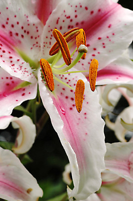 포토 JPG 해외이미지 식물 꽃잎 꽃 분홍색 꽃무늬 농업 자연 사람없음 야외 빨간색 여름 정원 봄 활발 성장 벚꽃 흰색 신선 개화 우아함 백합 잡종 꽃수술 해외202004 해외포토 계절 산업 컬러 컨셉 무늬 생태계 파일형식 이미지허브