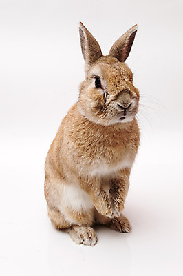 포토 JPG 해외이미지 한마리 응시 실내 서기 사람없음 토끼 흰배경 해외포토 1 시선 백그라운드 포유류 모션 내부 반려동물 흰색 파일형식 이미지허브