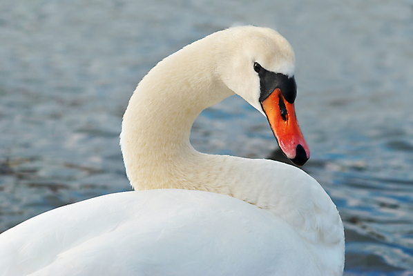 포토 JPG 해외이미지 주간 한마리 호수 사람없음 야외 백조 해외202004 해외포토 자연요소 1 조류 파일형식 이미지허브