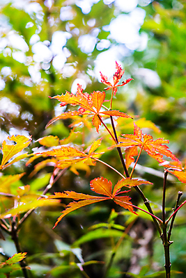 포토 JPG 해외이미지 나무 식물 구름 지구 백그라운드 단풍 잎 밭 자연 벽지 하늘 산 풍경 사람없음 야외 초록색 여름 정원 맑음 신선 해외202004 해외포토 자연요소 계절 컬러 농업 날씨 생태계 파일형식 이미지허브