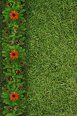 포토 JPG 해외이미지 나무 식물 백그라운드 크리스마스 겨울 자연 휴가 새해 프레임 사람없음 장식 초록색 축제 추위 흰색 나뭇가지 축하 눈송이 숲 정사각형 뼈대 상록수 침엽수 전나무 원뿔 내추럴 고립 구성 가문비나무 해외202004 해외포토 도형 계절 기념일 컬러 컨셉 눈_날씨 생태계 파일형식 이미지허브