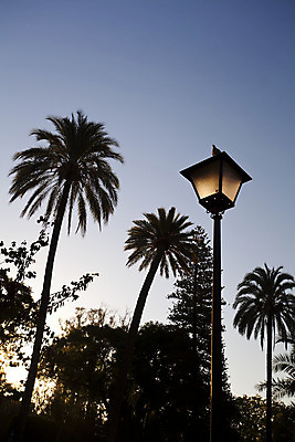 포토 JPG 해외이미지 나무 식물 공원 실루엣 잎 자연 하늘 아침 추상 거리 손바닥 사람없음 야외 파란색 빛 태양 일출 금속 정원 검은색 등불 도시 스페인 야간 속도 스페인어 해외202004 해외포토 주간 자연요소 손 공공시설 유럽 컬러 무늬 재질 조명 촬영기법 노을 생태계 파일형식 이미지허브