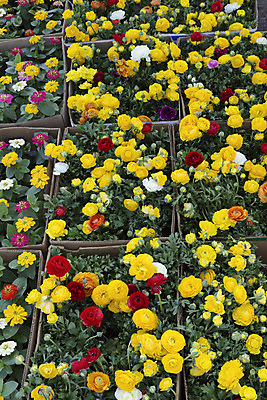 포토 JPG 해외이미지 식물 계절 꽃잎 꽃 꽃무늬 비즈니스 자연 종류 선물 사람없음 야외 초록색 컬러풀 햇빛 세일 상점 정원 여러개 봄 성장 벚꽃 신선 시장 선택 냄비 다발 배열 원예 내추럴 매각 해외202004 해외포토 컬러 다수 컨셉 무늬 취미 태양 솥 생태계 파일형식 이미지허브