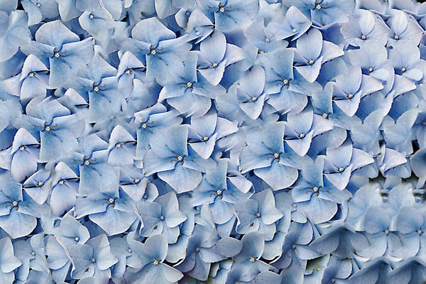 포토 JPG 해외이미지 식물 꽃잎 꽃 백그라운드 추상 사람없음 파란색 질감 수국 많음 해외202004 해외포토 컬러 컨셉 무늬 파일형식 이미지허브