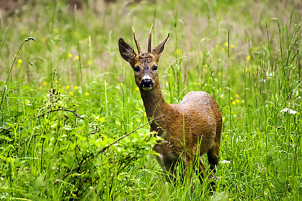 포토 JPG 해외이미지 동물 야생동물 자연 사슴 사람없음 황무지 숲 내추럴 암사슴 해외202004 해외포토 포유류 암컷 생태계 파일형식 이미지허브