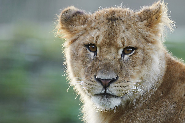 포토 JPG 해외이미지 응시 야생동물 포유류 아프리카 앉기 사람없음 고양이 사자 사파리 육식동물 해외202004 해외포토 동물 시선 나라 모션 반려동물 파일형식 이미지허브
