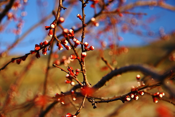 포토 JPG 해외이미지 나무 식물 음식 백그라운드 잎 오렌지 자연 디저트 건강 사람없음 노란색 봄 신선 달콤 맛 숲 오브젝트 유기농 날것 복숭아 살구 숙성 채식주의자 해외202004 해외포토 웰빙 계절 컬러 컨셉 과일 생태계 채식 파일형식 이미지허브