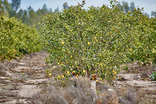 포토 JPG 해외이미지 나무 식물 선 음식 백그라운드 잎 농업 오렌지 과일 자연 귤 건강 사람없음 야외 초록색 농장 환경 정원 맑음 놀람 주스 봄 수확 성장 신선 최고 달콤 숲 큼 과수원 지중해 레몬 유기농 치수 내추럴 숙성 이스라엘 많음 해외202004 해외포토 웰빙 계절 감정 산업 음료 바다 컬러 컨셉 날씨 표정 맛 크기 생태계 서아시아 파일형식 이미지허브