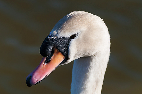 포토 JPG 해외이미지 동물 야생동물 자연 조류 사람없음 야외 물 컬러풀 흰색 연못 백조 물새 해외202004 해외포토 자연요소 컬러 생태계 파일형식 이미지허브