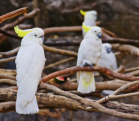 포토 JPG 해외이미지 동물 백그라운드 자연 조류 동물원 앉기 사람없음 목재 반려동물 노란색 흰색 나뭇가지 막대기 앵무새 내추럴 해외202004 해외포토 나무 컬러 재료 모션 생태계 파일형식 이미지허브