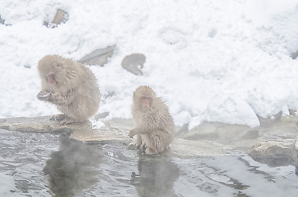 포토 JPG 해외이미지 나무 동물 공원 얼굴 야생동물 분홍색 조각 겨울 포유류 털 사람 사람없음 갈색 걷기 일본 얼음 봄 산책 추위 원숭이 표현 관찰 뜨거움 호기심 오르기 유인원 폭설 해외202004 해외포토 자연요소 식물 계절 공공시설 감정 아시아 컬러 컨셉 모션 휴식 눈_날씨 신체부위 자연재해 파일형식 이미지허브