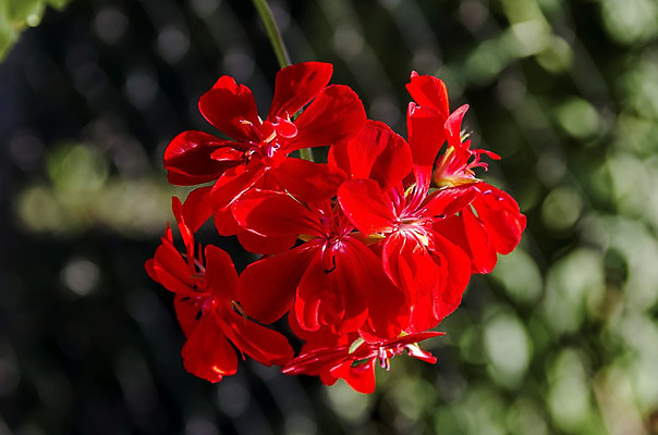 포토 JPG 해외이미지 식물 꽃잎 꽃 백그라운드 잎 자연 주택 사람없음 야외 빨간색 초록색 봄 폭포 벚꽃 나뭇가지 신선 개화 우아함 닫기 소프트포커스 불가리아 제라늄 해외202004 해외포토 나무 계절 컬러 컨셉 모션 촬영기법 건물 생태계 파일형식 남유럽 이미지허브
