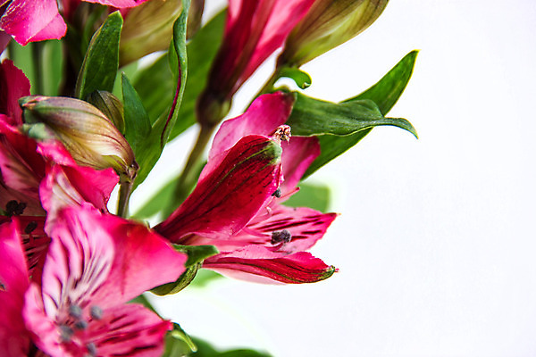 포토 JPG 해외이미지 식물 꽃잎 꽃 분홍색 꽃무늬 사람없음 여름 정원 봄 주식 해외202004 해외포토 계절 컬러 무늬 금융 파일형식 이미지허브