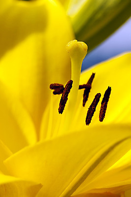 포토 JPG 해외이미지 식물 계절 꽃잎 꽃 문화 줄기 꽃다발 잎 꽃무늬 곡선 부분 자연 날씨 사람없음 야외 옆모습 장식 여름 햇빛 노란색 머리 봄 활발 벚꽃 시골 신선 오픈 개화 백합 장면 꽃가루 수선화 내추럴 꽃수술 해외202004 해외포토 선 뷰포인트 컬러 컨셉 무늬 신체부위 태양 가루 생태계 파일형식 이미지허브