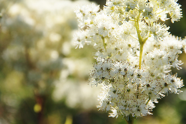 포토 JPG 해외이미지 식물 계절 공원 꽃잎 꽃 백그라운드 잎 꽃무늬 밭 자연 사람없음 초록색 여름 머리 환경 성장 벚꽃 흰색 시골 신선 개화 허브 원예 내추럴 생태학 해외202004 해외포토 공공시설 교육 컬러 무늬 농업 취미 신체부위 생태계 파일형식 이미지허브