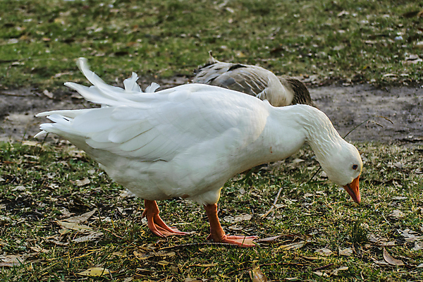 포토 JPG 해외이미지 식물 동물 호수 야생동물 음식 백그라운드 잎 날개 자연 조류 사람없음 야외 가로 물 강 농장 흰색 그룹 깃털 검색 거위 동물상 무료 수유 우루과이 해외202004 해외포토 자연요소 컬러 농업 조형물 남아메리카 생태계 파일형식 이미지허브