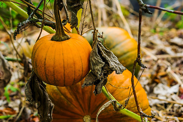 포토 JPG 해외이미지 계절 음식 밭 농업 채소 오렌지 자연 호박 휴가 주택 매달리기 건강 사람없음 농작물 농장 정원 할로윈 수확 성장 가을 신선 11월 유기농 원예 박 추수감사절 스쿼시 10월 내추럴 뒤뜰 방법 밭일 숙성 세련 해외202004 해외포토 웰빙 산업 기독교 스포츠 과일 모션 취미 건물 구기 날짜 생태계 파일형식 이미지허브