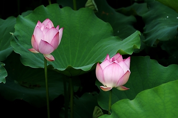 포토 JPG 해외이미지 사람없음 해외202004 해외포토 파일형식 이미지허브