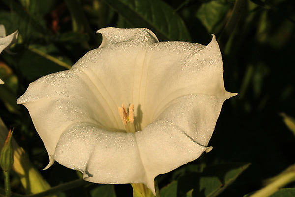 포토 JPG 해외이미지 꽃 자연 사람없음 야외 흰색 독말풀 해외202004 해외포토 식물 컬러 생태계 파일형식 이미지허브