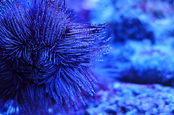 포토 JPG 해외이미지 식물 야생동물 바다 백그라운드 자연 어류 풍경 사람없음 초록색 물 파란색 컬러풀 세계 바닷속 수중 줄무늬 거품 투명 해조류 산호 큼 장어 다이빙 꼬리 상어 암초 수족관 해파리 석호 스펀지 내추럴 광 깊이 소금물 평야 해외202004 해외포토 자연요소 동물 컬러 무늬 수영 수중동물 해양식물 자포동물 크기 생태계 수중스포츠 파일형식 이미지허브