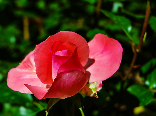 포토 JPG 해외이미지 식물 계절 공원 꽃잎 꽃 줄기 분홍색 백그라운드 잎 꽃무늬 밭 농업 자연 벽지 하늘 발렌타인데이 사랑 사람없음 야외 장식 빨간색 초록색 여름 태양 장미 정원 맑음 봄 벚꽃 흰색 신선 개화 원예 열정 포도나무 내추럴 해외202004 해외포토 자연요소 공공시설 감정 산업 컬러 무늬 데이이벤트 날씨 취미 과일나무 생태계 파일형식 이미지허브