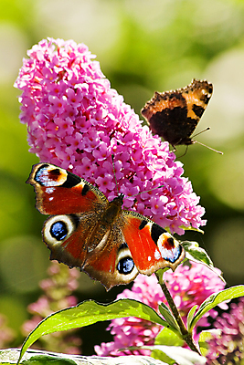 포토 JPG 해외이미지 동물 계절 꽃 분홍색 나비 곤충 꽃무늬 날개 오렌지 자연 안테나 사람없음 여름 정원 맑음 공작 작음 해외202004 해외포토 식물 컬러 무늬 과일 통신 조류 날씨 크기 생태계 파일형식 이미지허브