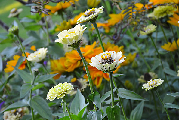 포토 JPG 해외이미지 식물 꽃잎 꽃 잎 꽃무늬 자연 사람없음 초록색 여름 정원 벚꽃 흰색 개화 원예 꽃수술 해외202004 해외포토 계절 컬러 무늬 취미 생태계 파일형식 이미지허브