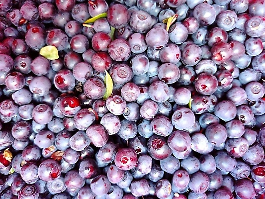 포토 JPG 해외이미지 열매 음식 백그라운드 다이어트 과일 디저트 건강 사람없음 파란색 수확 신선 그룹 먹기 오브젝트 유기농 질감 블루베리 날것 흙더미 숙성 월귤 채식주의자 많음 비건 해외202004 해외포토 식물 웰빙 컬러 컨셉 농업 모션 흙 채식 파일형식 더미 이미지허브