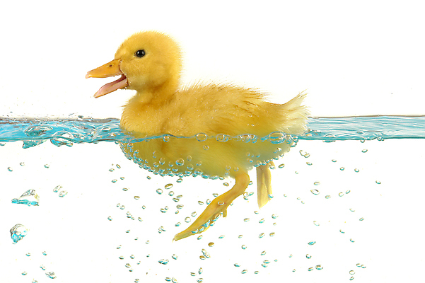 포토 JPG 해외이미지 동물 백그라운드 조류 오리 병아리 3 사람없음 물 파란색 반려동물 노란색 수영 신생아 작음 고립 해외202004 해외포토 자연요소 컬러 아기 수상스포츠 크기 파일형식 이미지허브