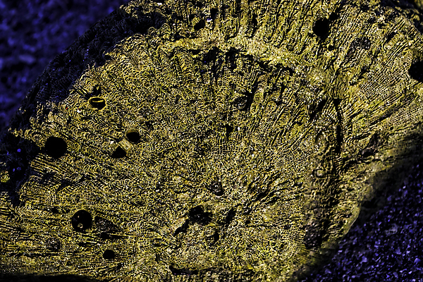 포토 JPG 해외이미지 조각 추상 그림자 사람없음 파란색 모래사장 노란색 일출 새벽 젖음 사막 죽음 산호 질감 암초 해외202004 해외포토 자연요소 바다 컬러 무늬 노을 자포동물 파일형식 이미지허브