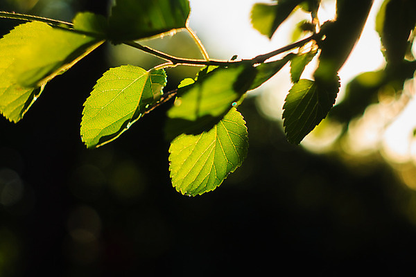 포토 JPG 해외이미지 나무 식물 계절 공원 백그라운드 잎 자연 하늘 휴식 사람없음 야외 목재 초록색 여름 빛 햇빛 환경 정원 맑음 화목 봄 성장 나뭇가지 신선 숲 허브 순수 유기농 삼림지대 해외202004 해외포토 웰빙 공공시설 컬러 컨셉 재료 날씨 태양 생태계 파일형식 이미지허브