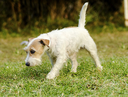 포토 JPG 해외이미지 동물 응시 공원 행복 컨셉 장난 부분 포유류 건강 서기 미소 잔디 사람없음 야외 반려동물 갈색 걷기 가축 활발 미니어처 에너지 코트 흰색 표현 거친 개 강아지 선탠 테리어 혀 사냥 냄새 여우 잭 송곳니 경보 기르기 땅바닥 유래 충실 해외202004 해외포토 식물 시선 공공시설 감정 컬러 모션 바닥 표정 모형 외투 입 치아 돌봄 파일형식 이미지허브